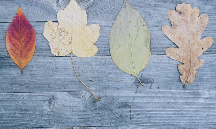 Brown and Red Leaves on Gray Wooden Surface