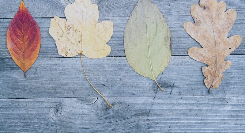 Brown and Red Leaves on Gray Wooden Surface